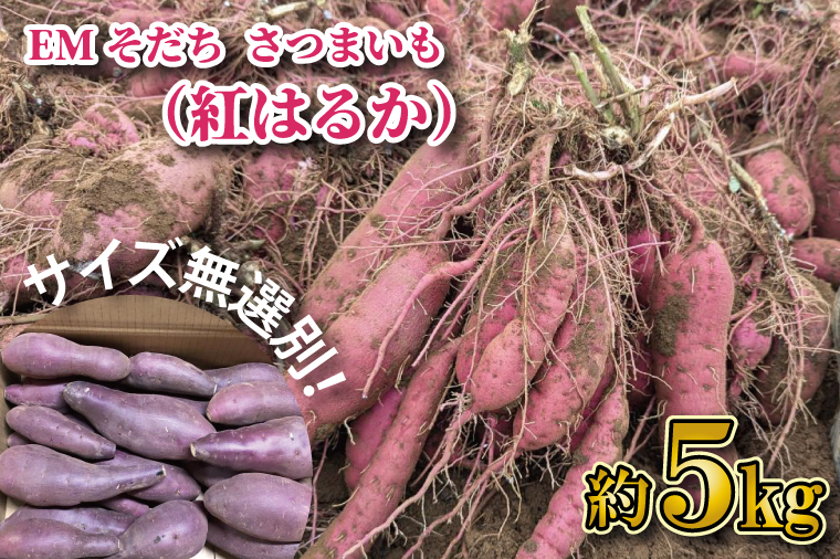 ★訳あり★無選別「はるかにおいしいさつまいも」EMそだち紅はるか 約5kg｜さつまいも 芋 サツマイモ 紅はるか 訳あり わけあり ワケアリ 先行予約 EM 栄養 焼き芋 蒸かし芋 天ぷら 大学芋 茨城県 行方市(HH-1)