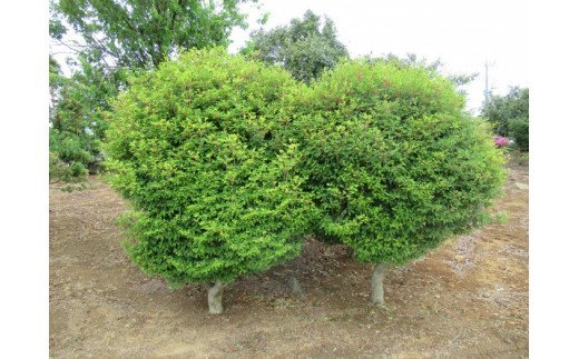 AO-5 芝生種子（25平方メートル）＆樹木（1本）