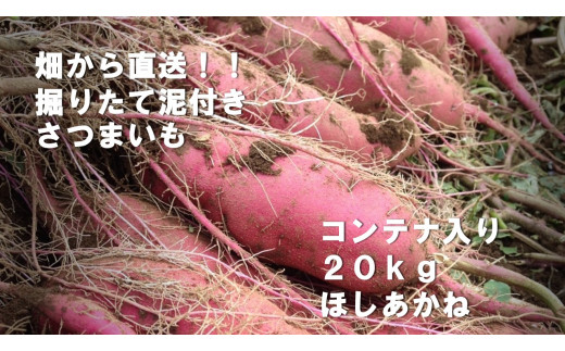 BZ-23 【先行予約】2023年度産20kgコンテナ入りサツマイモ（ほしあかね）